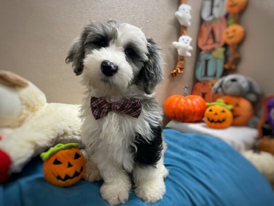 [#6977] bl mrl Male Sheepadoodle Puppies for Sale
