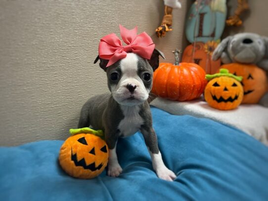 [#6975] bl Female Boston Terrier Puppies for Sale