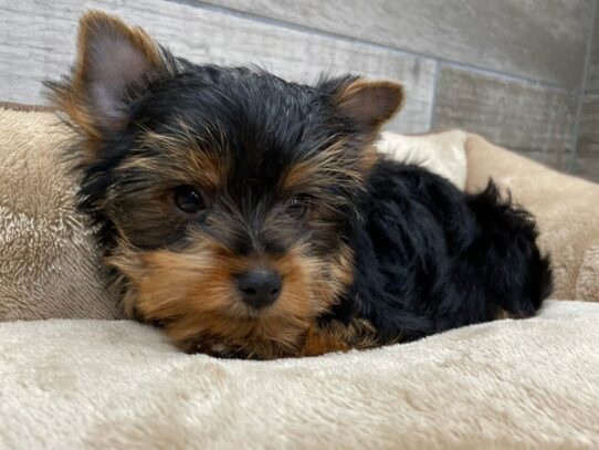 [#9877] Blue & Gold Male Yorkshire Terrier Puppies for Sale