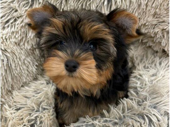 [#9878] Blue & Gold Male Yorkshire Terrier Puppies for Sale