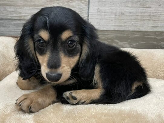 [#9883] Black & Cream Female Dachshund Puppies for Sale