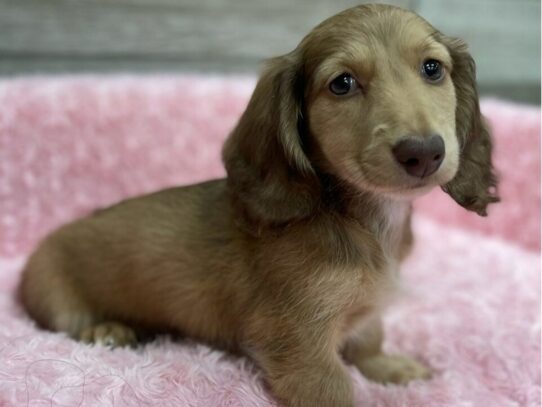 [#9884] Chocolate Cream & Sable Female Dachshund Puppies for Sale