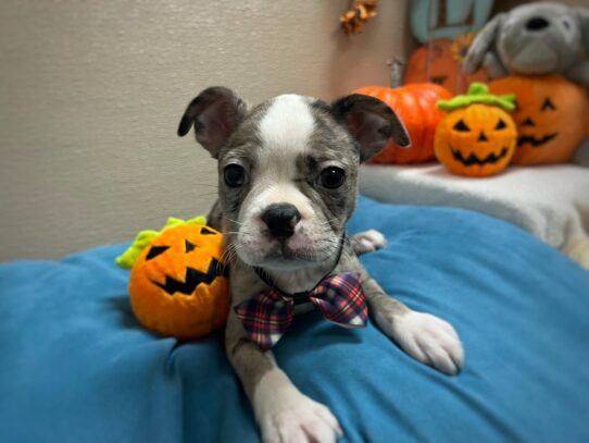 [#6974] rd mrl Male Boston Terrier Puppies for Sale