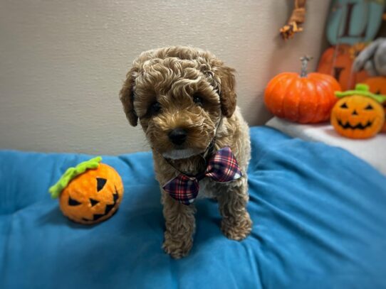 [#6976] apct Male Toy Poodle Puppies for Sale
