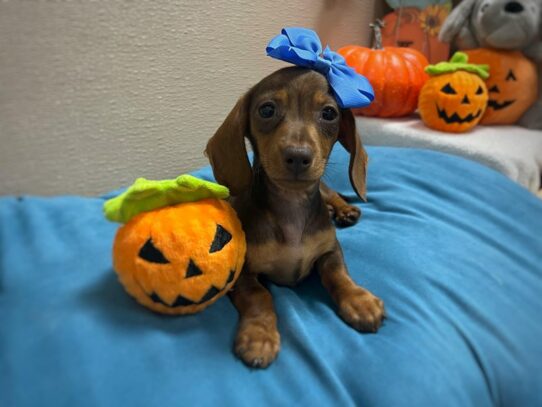 [#6979] chlt & tn Female Miniature Dachshund Puppies for Sale