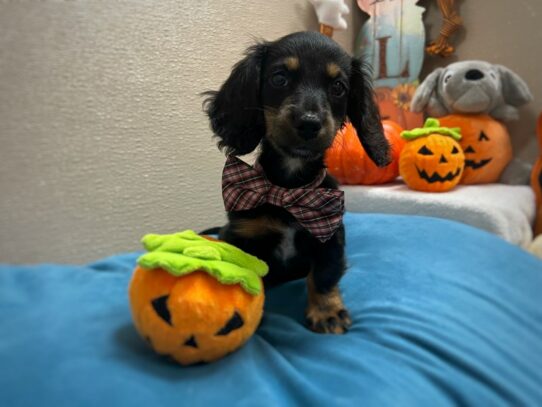 [#6972] blk & tn Male Miniature Dachshund Puppies for Sale