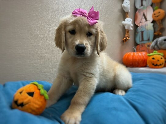 [#6973] gldn Female Golden Retriever Puppies for Sale