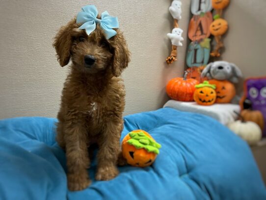 [#6969] rd Female F1B Mini Goldendoodle Puppies for Sale