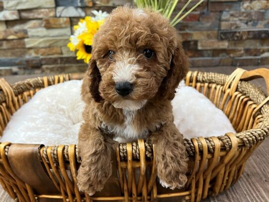 [#9886] Red Female Miniature Goldendoodle Puppies for Sale