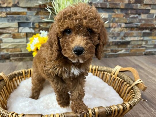 [#9885] Red Female Miniature Goldendoodle Puppies for Sale