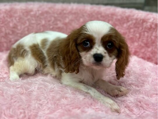 [#9840] Blenheim Female Cavalier King Charles Spaniel Puppies for Sale