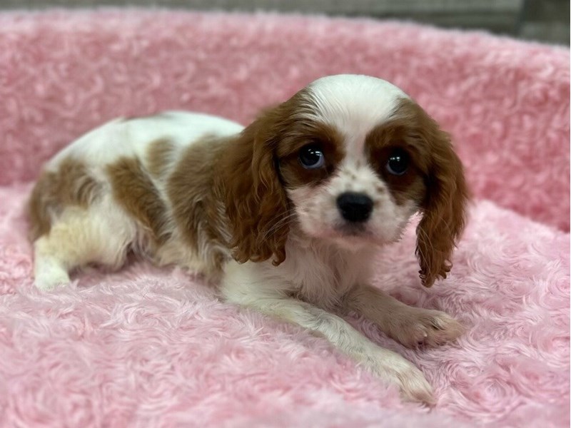 Cavalier King Charles Spaniel - 9840 Image #1
