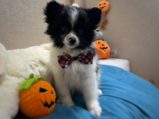 [#6964] blk, wh mkgs Male Pomeranian Puppies for Sale
