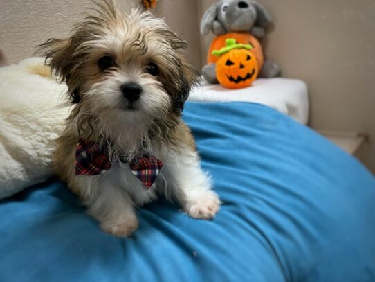 [#6965] sbl & wh Male Teddy Bear Puppies for Sale
