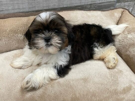 [#9879] Red & White Male Shih Tzu Puppies for Sale