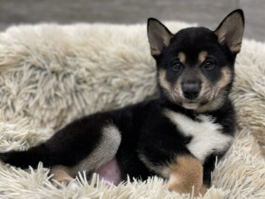 [#9881] Black & Tan Male Shiba Inu Puppies for Sale