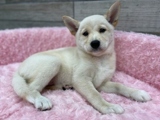 [#9882] Cream Female Shiba Inu Puppies for Sale