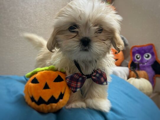 [#6978] cr, wh mkgs Male Shih Tzu Puppies for Sale
