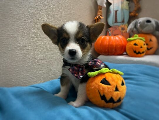 [#6970] blk, wh & tn Male Pembroke Cardigan Corgi Puppies for Sale