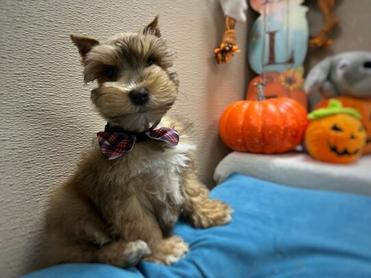 [#6986] chlt sbl Male Min Schnauzer Puppies for Sale