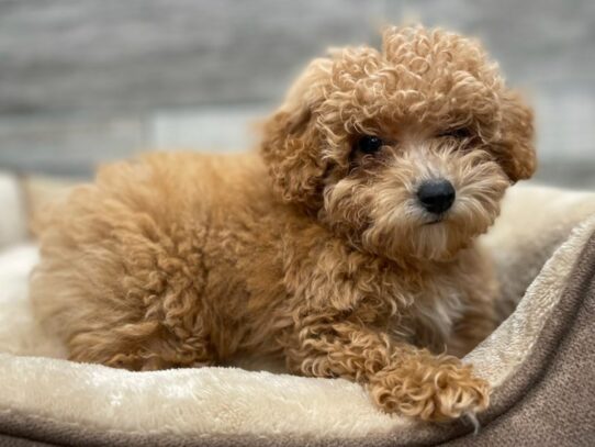 [#9887] Apricot Male Miniature Poodle Puppies for Sale