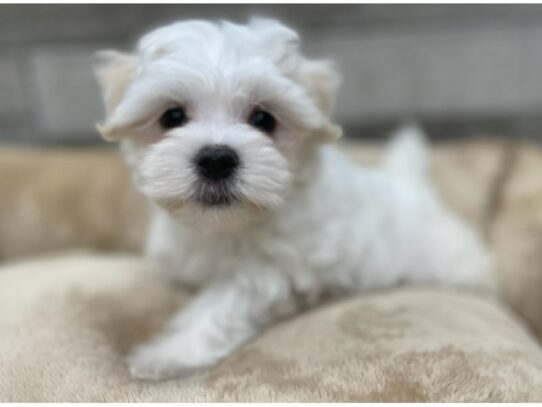 [#9888] White Male Maltese Puppies for Sale