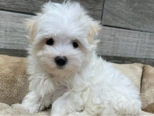 [#9889] White Male Maltese Puppies for Sale