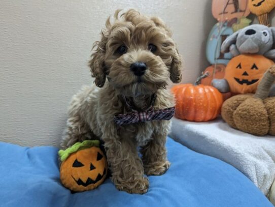 [#6995] apct Male Cockapoo Puppies for Sale
