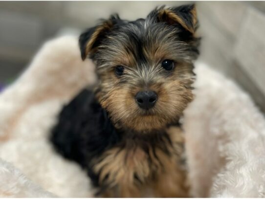 [#9908] Black & Tan Male Yorkshire Terrier Puppies for Sale