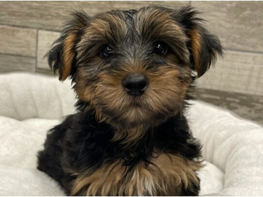 [#9909] Black & Tan Male Yorkshire Terrier Puppies for Sale