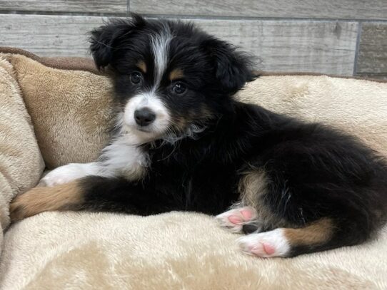 [#9914] Black White & Tan Male Miniature Australian Shepherd Puppies for Sale
