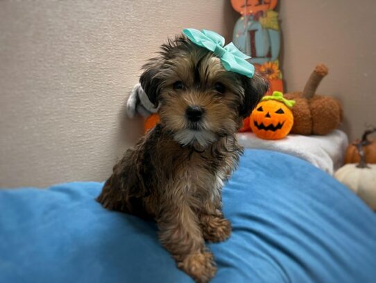 [#7015] gld sbl, wh mklgs Female Shorkie Puppies for Sale