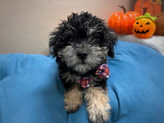 [#6996] blk & tn Male Schnoodle Puppies for Sale