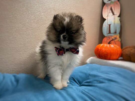 [#7020] choc mrl, wh mkgs Male Pomeranian Puppies for Sale