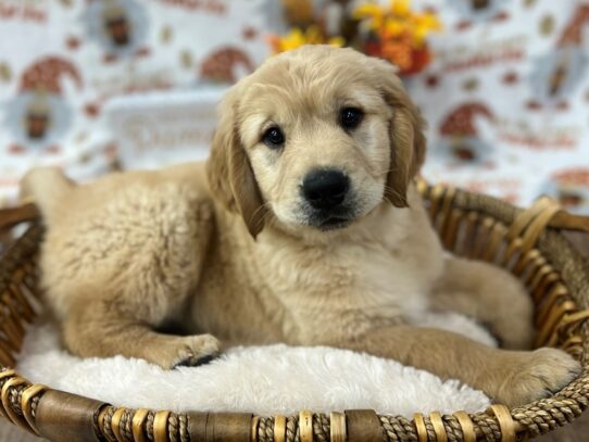 [#9941] Golden Male Golden Retriever Puppies for Sale