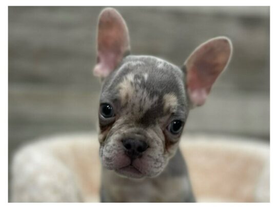 [#9926] Merle Tan Male French Bulldog Puppies for Sale