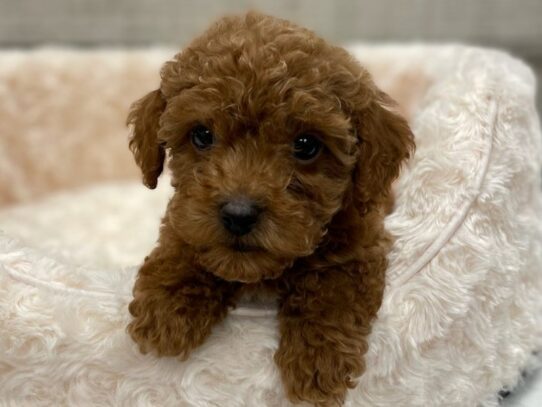 [#9927] Red Male Miniature Poodle Puppies for Sale