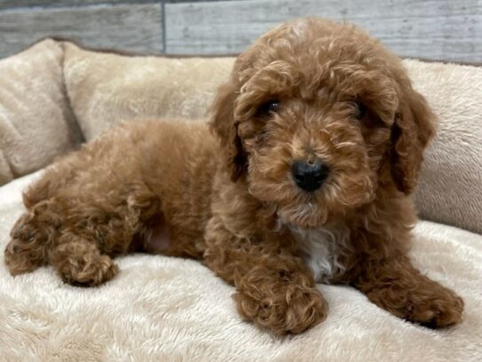 [#9928] Red Male Miniature Poodle Puppies for Sale