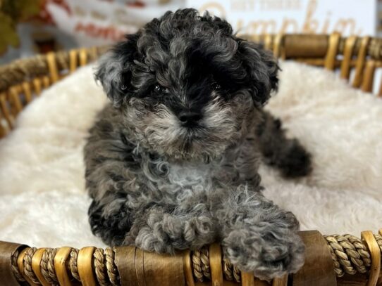 [#9937] Blue Merle Female Miniature Poodle Puppies for Sale