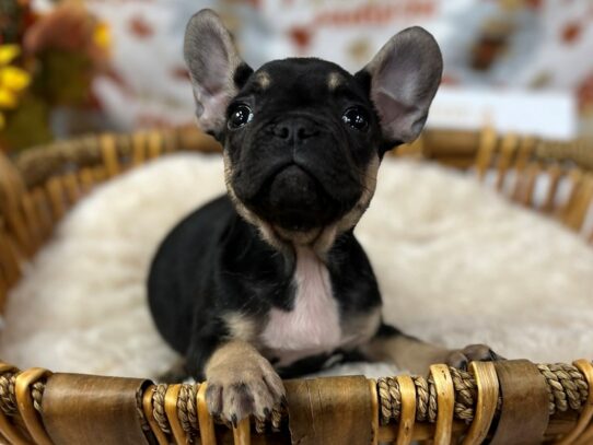 [#9938] Black & Tan Female French Bulldog Puppies for Sale
