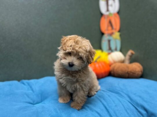 [#7018] rd Male Maltipoo Puppies for Sale