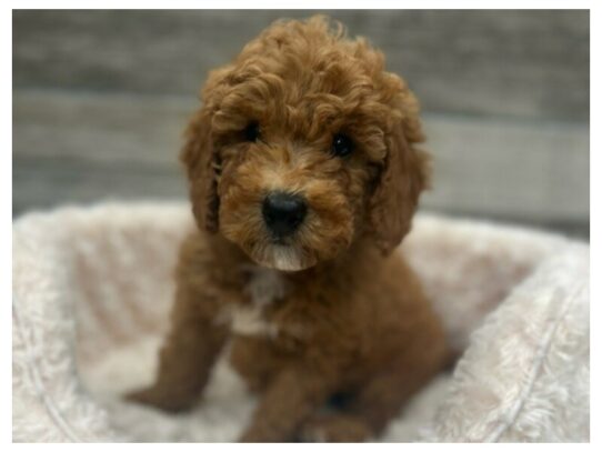 [#9934] Red Male Miniature Goldendoodle Puppies for Sale