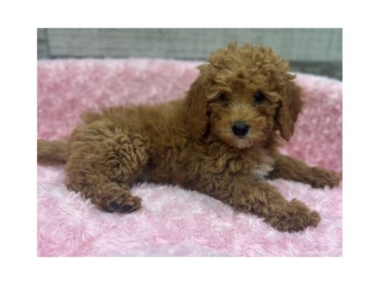 [#9935] Red Female Miniature Goldendoodle Puppies for Sale