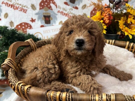 [#7039] Red Female Mini Goldendoodle 3rd Gen Puppies for Sale