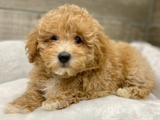 [#9946] Apricot Male Miniature Poodle Puppies for Sale