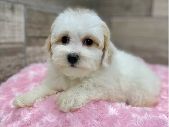 [#9947] White & Apricot Female Miniature Poodle Puppies for Sale