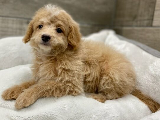[#9942] Apricot Female Cavapoo Puppies for Sale