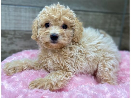 [#9943] Apricot Female Cavapoo Puppies for Sale