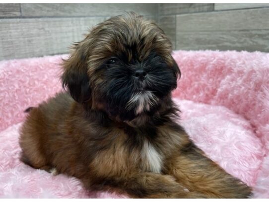 [#9880] Red Female Shih Tzu Puppies for Sale