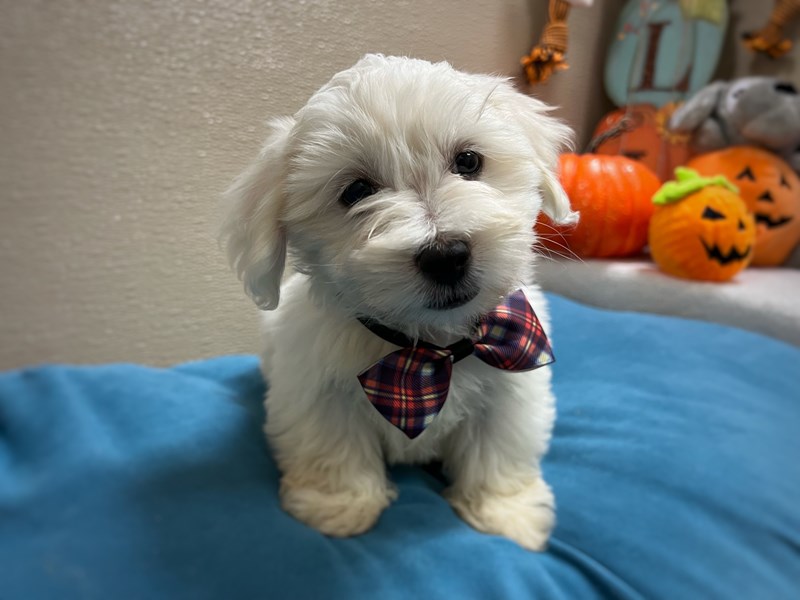 Coton De Tulear - 6988 Image #1